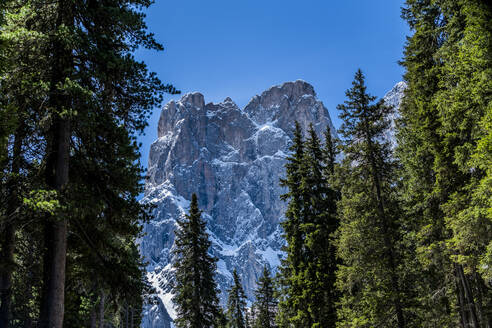 Bäume vor einem Berggipfel in den Dolomiten, Italien - TETF00565