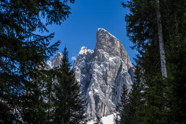 Trees in front of mountain peak in Dolomites, Italy - TETF00566