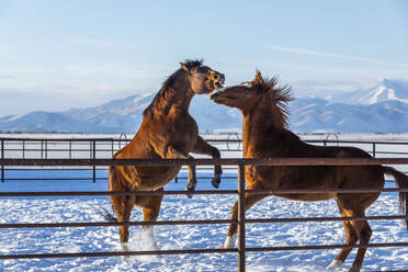 Brown horses in paddock during winter - TETF00584