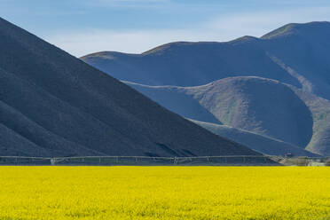 USA, Idaho, Sun Valley, Senffeld mit Hügeln dahinter - TETF00616