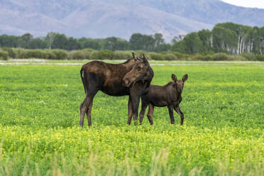 USA, Idaho, Bellevue, Elchkuh und Kalb auf einer Wiese - TETF00620