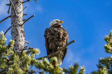 USA, Idaho, Stanley, Weißkopfseeadler auf einem Baum über dem Redfish Lake - TETF00629