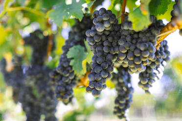 Bunches of grapes in vineyard - TETF00646