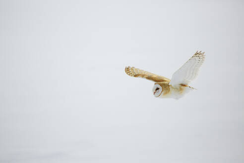 Barn owl in flight over snow - TETF00647