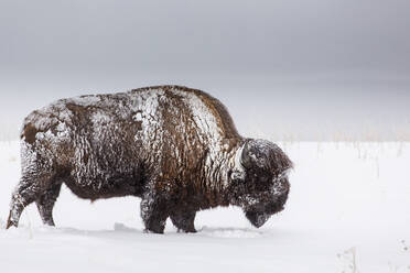 Büffel im schneebedeckten Feld - TETF00648