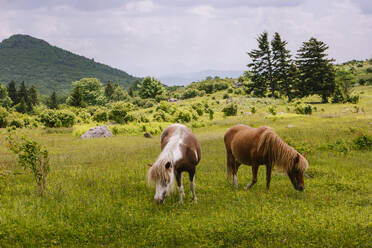 Wilde Ponys grasen in der Mount Rogers National Recreation Area, USA - TETF00650