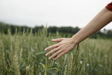 Frauenhand berührt Weizen auf einem Feld - TETF00658