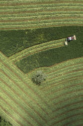 Aerial view tractor harvesting green hay field with lone tree, Auvergne, France - FSIF05923