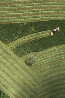 Luftaufnahme eines Traktors, der grünes Heu erntet, mit einem einzelnen Baum, Auvergne, Frankreich - FSIF05923