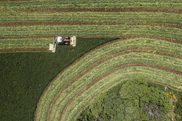 Tractor harvesting rows in green hay crop, Auvergne, France - FSIF05924