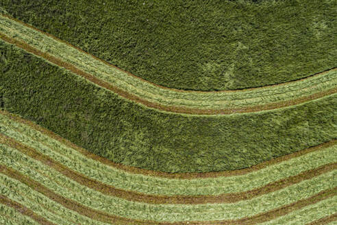 Aerial view from above harvested green rows in hay crop, Auvergne, France - FSIF05926