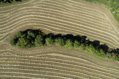 Aerial view row of trees dividing sunny hay crop, Baden-Wuerttemberg, Germany - FSIF05929