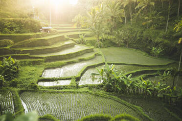 Terrassenförmige Reisfelder auf Bali, Indonesien - TETF00737