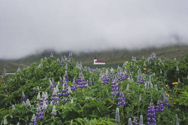 Blumen vor einer Kirche in Vik, Island - TETF00739