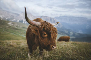 Italy, Dolomite Alps, Highland cattle in pasture in Dolomite Alps - TETF00782