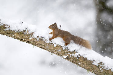 Rotes Eichhörnchen (Sciurus vulgaris), das auf einen schneebedeckten Ast klettert - MJOF01918