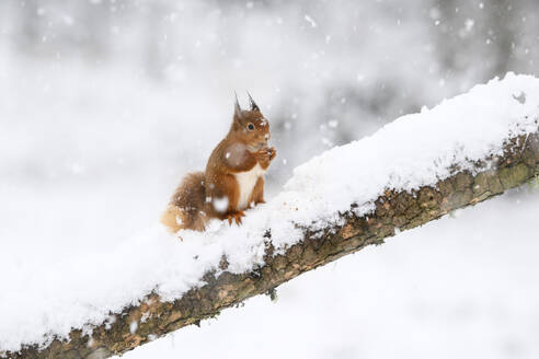 Rotes Eichhörnchen (Sciurus vulgaris) beim Fressen eines schneebedeckten Astes - MJOF01920