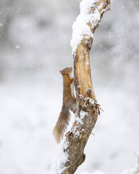 Rotes Eichhörnchen (Sciurus vulgaris), das auf einen schneebedeckten Ast klettert - MJOF01922