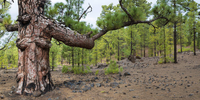 Spanien, Provinz Santa Cruz de Tenerife, Kanarischer Kiefernwald (Pinus canariensis) im Teide-Nationalpark - WGF01389
