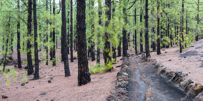 Spanien, Provinz Santa Cruz de Tenerife, Kanarischer Kiefernwald (Pinus canariensis) im Teide-Nationalpark - WGF01390