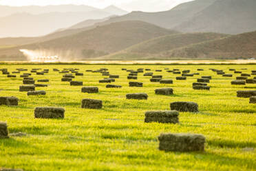 Heuballen auf einem Feld in Picabo, Idaho, USA - TETF00815