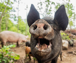 USA, Maine, Knox, Nahaufnahme eines Schweins mit offenem Maul - TETF00913