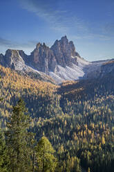 Tannenbäume und Berg in den Dolomiten, Südtirol, Italien - TETF00951