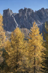 Tannenbäume in den Dolomiten, Südtirol, Italien - TETF00952