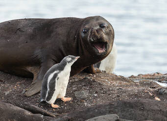 Symbiose zwischen Robbe, Elefant und Pinguin - TETF01153