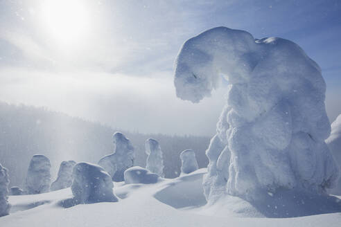 Bäume mit Neuschnee bedeckt - TETF01216