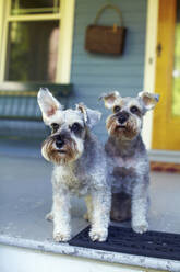 Two schnauzers sitting on porch - TETF01248