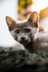 Adorable kleine russische blaue Katze mit grauem Fell Blick auf die Kamera, während zusammen auf schwarzem Hintergrund im Zimmer liegen - ADSF33829