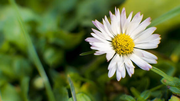 Weiß blühendes Gänseblümchen (Bellis perennis) - MHF00573