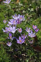 Bunch of purple blooming crocus flowers - JTF01997