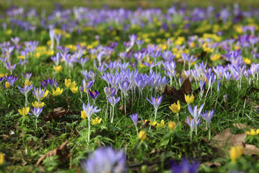 Lila Krokusblüten auf der Wiese blühen - JTF01998