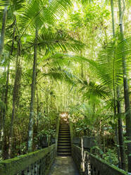 Australia, Queensland, Steps in rainforest - TETF01253