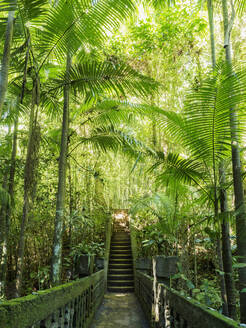 Australia, Queensland, Steps in rainforest - TETF01253