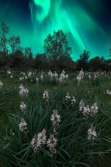 Landschaftlich reizvolle blühenden weißen Asphodel Pflanzen wachsen in üppigen grünen grasbewachsenen Wiese in der Nähe von felsigen Bergen gegen sternenklaren Himmel mit hellen Aurora Borealis in Lofoten - ADSF33904