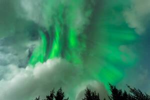 From below of bright cloudy night sky with shining aurora borealis over silhouettes of coniferous trees growing in forest in Lofoten - ADSF33905