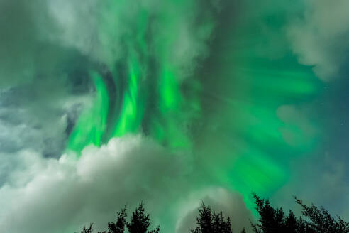 Von unten des hellen, wolkenverhangenen Nachthimmels mit leuchtenden Polarlichtern über den Silhouetten von Nadelbäumen im Wald auf den Lofoten - ADSF33905