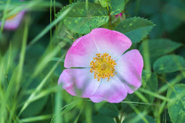 Von oben Nahaufnahme von bunten Rosa canina Blume mit rosa Blütenblätter und Staubgefäße wachsen im Garten auf unscharfen Hintergrund - ADSF33924