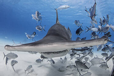 Bahamas, Hammerhead shark and school of fish swimming in sea - ISF25603