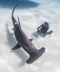 Bahamas, Bimini, Taucher beim Fotografieren eines im Meer schwimmenden Hammerhais - ISF25604