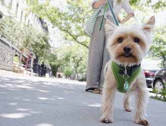 Woman walking with Yorkshire terrier - TETF01273