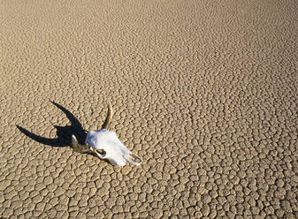 Kalifornien, Death Valley, Büffelschädel in der Wüste im Monument Valley - TETF01307