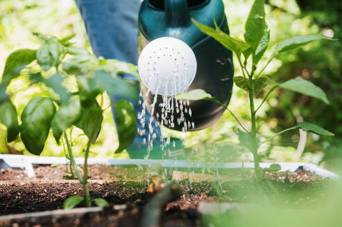 Frau bewässert Pflanzen im Gemüsegarten - TETF01326