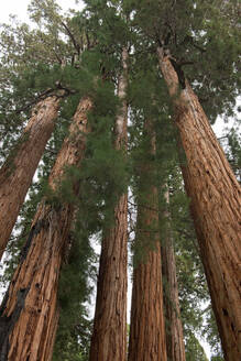 Usa, Kalifornien, Niedriger Blickwinkel auf Mammutbäume im Wald - TETF01331