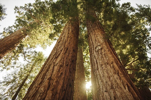 Usa, Kalifornien, Niedriger Blickwinkel auf Mammutbäume im Wald - TETF01334