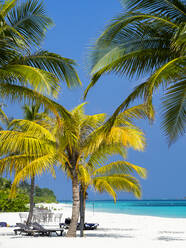 Maldives, Lhaviyani Atoll, Hurawalhi Island, Palm trees on sandy coastal beach at Hurawalhi Island - AMF09456