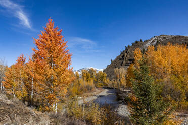 USA, Idaho, Ketchum, Herbstlaub in den Bergen bei Sun Valley - TETF01363